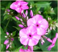 Phlox paniculata 'Lynn'