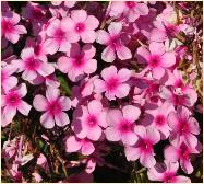 Phlox paniculata'Miss Pepper' bloemen closeup vn