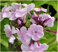 Phlox paniculata 'Monica Lynden Bell' 1