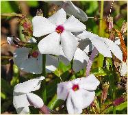 Phlox paniculata 'Minnie Pearl' bloemen closeup