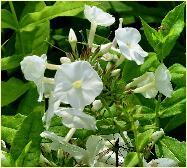 Phlox paniculata 'Monte Cristallo'