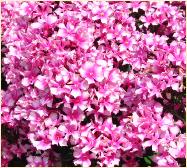 Phlox paniculata 'Natural Feelings' close