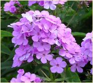 Phlox paniculata 'Nesperis' close