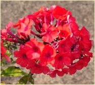 Phlox paniculata 'Orange Perfection'