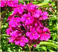 Phlox paniculata 'Othello'