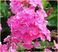 Phlox paniculata 'Otley Choice'