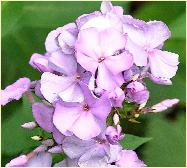 phlox paniculata 'Parma' closeup