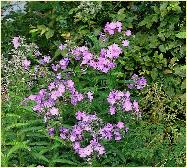 Phlox paniculata 'Phil' habitus