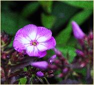 Phlox paniculata 'Pixie Miracle' closeup bloem