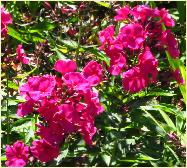 Phlox paniculata 'Red Indian' closeup