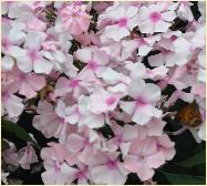 Phlox paniculata 'Rosa Pastell' 2