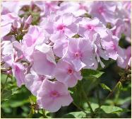 Phlox paniculata 'Rosa Spier'  VNNN