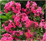 Phlox paniculata 'Spit Fire'