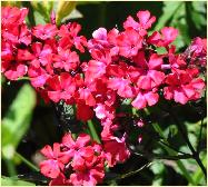 Phlox paniculata 'Star Fire' closeup flower vn