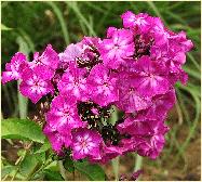 Phlox paniculata 'Tatjana' Compass Plants BV