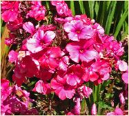 Phlox paniculata 'Tenor'