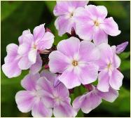 Phlox paniculata 'Utopia' closeup