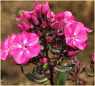 Phlox paniculata 'Valentina' Compassplants