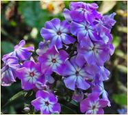 Phlox Paniculata 'VandenBergh'