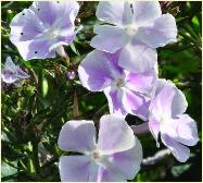 Phlox paniculata 'Violetta Gloriosa'2