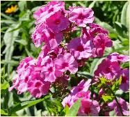 Phlox paniculata 'Visions' closeup3