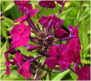 Phlox paniculata 'Wendy House'2