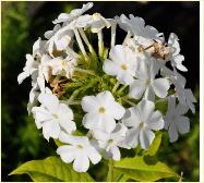 Phlox paniculata 'White Admiral' closeup bloem