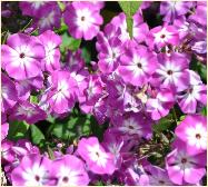 Phlox paniculata 'Wilhelm Kesselring' VN