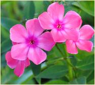 Phlox paniculata 'Windsor' closeup