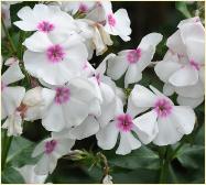 Phlox subulata 'Amazing Grace'