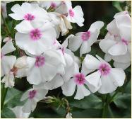 Phlox subulata 'Amazing Grace'