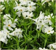 Phlox subulata 'Maischnee'