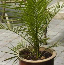 phoenixcanariensis