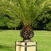 phoenixcanariensis2