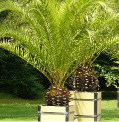 phoenixcanariensis