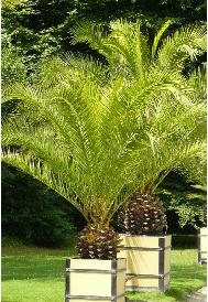 phoenixcanariensis