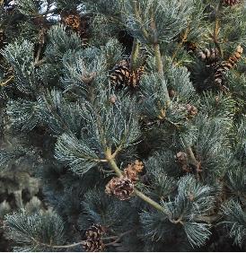 PinusparvifloraJapansewittedenkegelsdetail