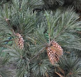 PinusstrobusMacopincloseupkegels2