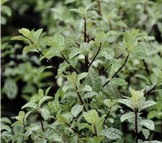 Pittosporum tenuifolium ' Irene Patterson' 