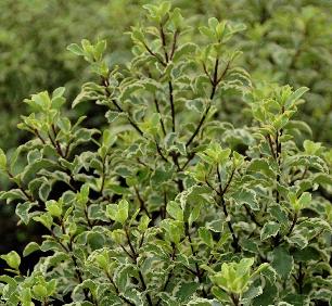 Pittosporum tenuifolium  ' Gold Star' 