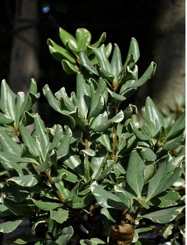 Pittosporum 'Tobira'