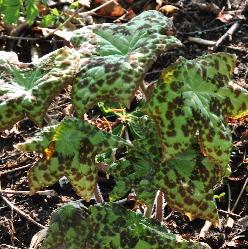 PodophyllumSpottyDotty