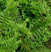 polystichumsetiferumproliferum