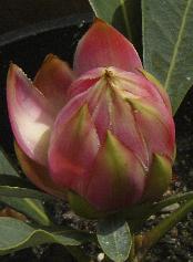 protea