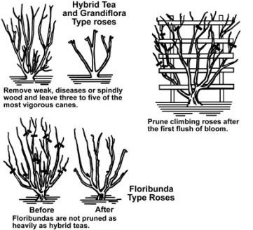 pruningroses