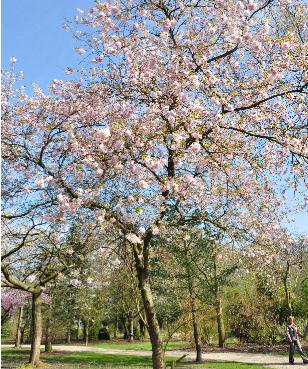 Prunus-Accolade-overzichtfoto