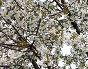 Prunus-avium-Plena-dubbele-sierkers