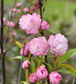 Prunus-glandulosa-Rosea-Plena-flowers-