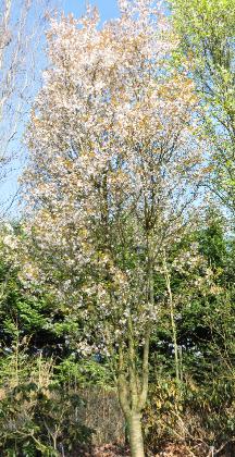 Prunus-incisa-Fastigiata-global-view-foto
