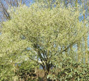 Prunus-incisa-Fujiyama-global-picture